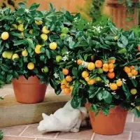 Orange Sapling
