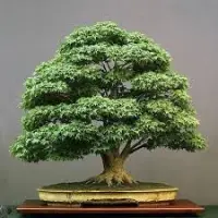 Bonsai