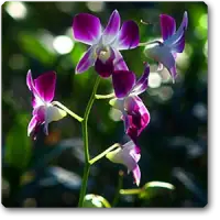 Orchid Plants