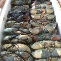 Indonesian Live Green Mud Crab