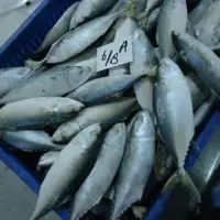 Indonesian Whole Round Frozen Indian mackerel