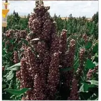 Black Quinoa