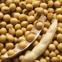Soybean Seeds Non GMO