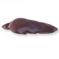 Liver