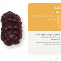 Kidney