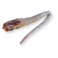 Tail