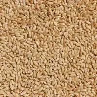 Durum Wheat