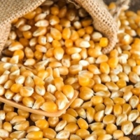 Feed Corn