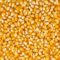 Yellow Corn NON GMO