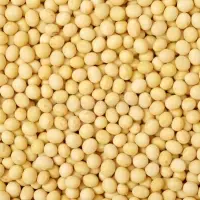 GMO Soybeans From Brazil