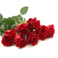 Fresh Rose