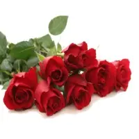 Fresh Rose