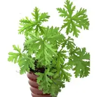 Citronella