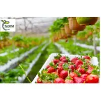 Grow Bags