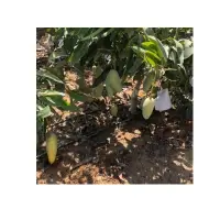 Fresh Mango - Joliek