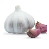 Purple Garlic