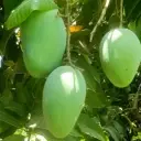 Fresh Mango - Fagri Kalan
