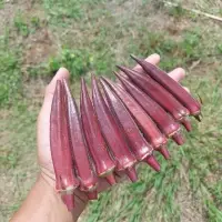 Okra