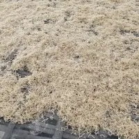 Eucheuma Cottonii Seaweed