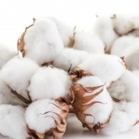 Cotton