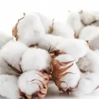 Cotton