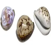 Seashell Cowrie