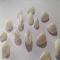 Sea Shells Chowri Pure White