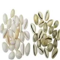 Seashell Cowrie