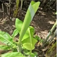 Banana Leaves