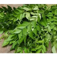 Curry Leaves (Fresh & Dehydrated)