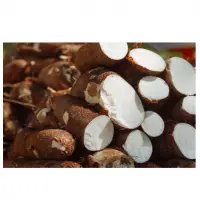 Tapioca / Cassava