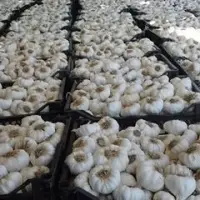 Garlic