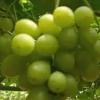 Grapes