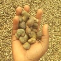 Cashew Nuts