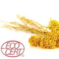 Helichrysum Italicum (Immortelle) Oil