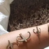 Uncaria Cordata / Cat Claw