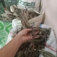 Labisia Pumila / Kacip Fatimah