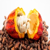 Cocoa Bean