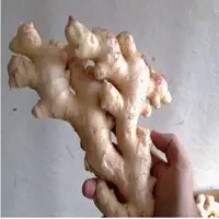 Fresh Ginger