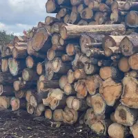 Spruce Wood