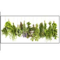 All Kind Of Fresh Herbs
