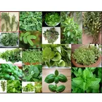 All Kind Of Fresh Leafy