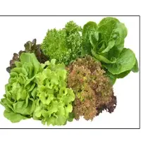 All Kind Of Fresh Lettuce