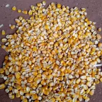 Yellow Maize