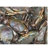 Live Mud Crab