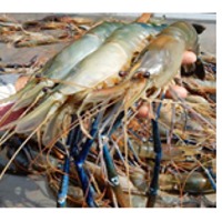 Shrimp