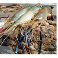 Shrimp