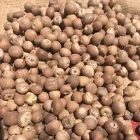 Whole Betel Nut