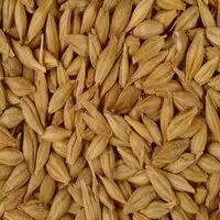 Barley