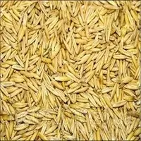 Oats